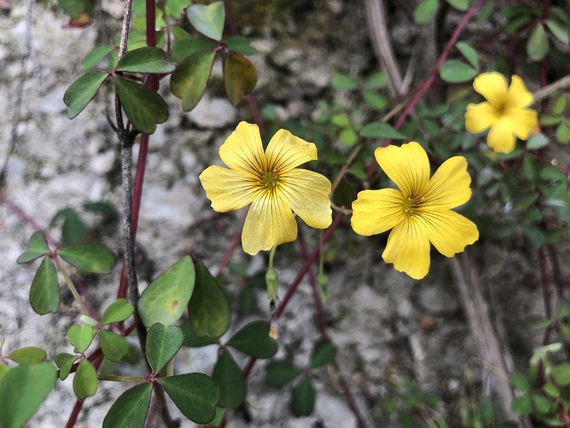 Oxalis tabaconasensis photo 4