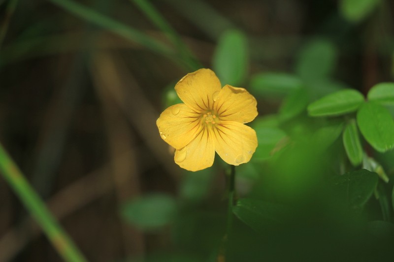 Oxalis tabaconasensis photo 6