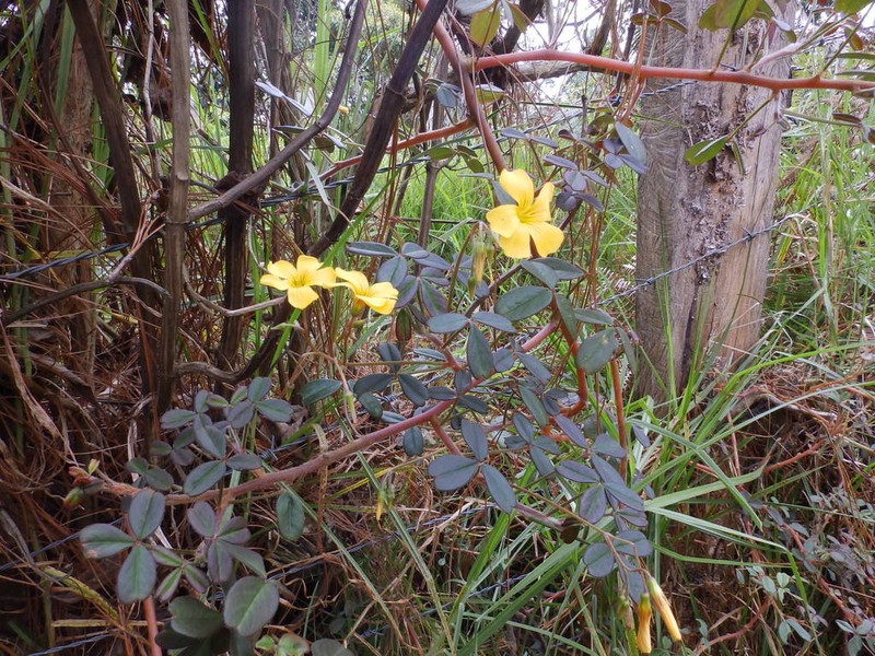 Oxalis tabaconasensis photo 7