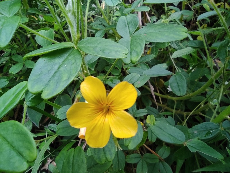 Oxalis tabaconasensis photo 8