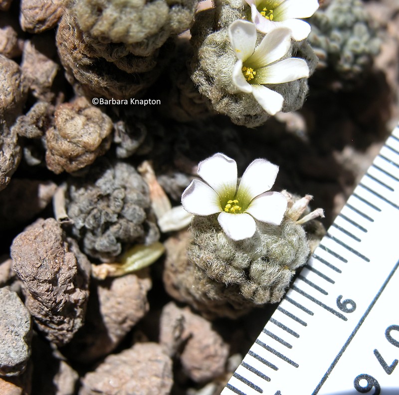 Oxalis tacorensis