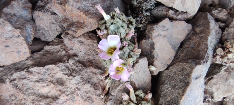 Oxalis tacorensis photo 2