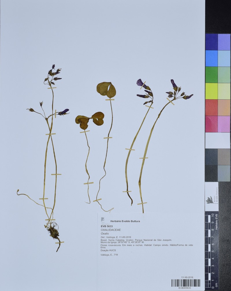 Oxalis telmatica