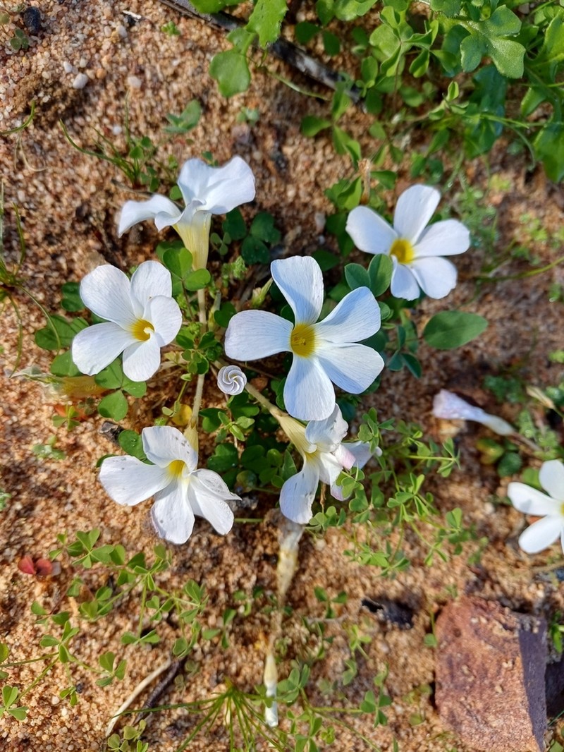 Oxalis tenella