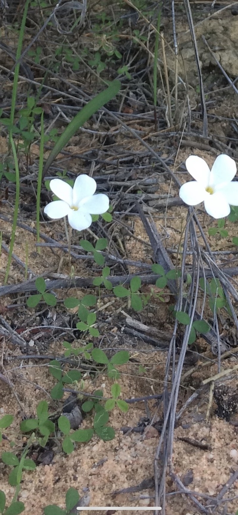 Oxalis tenella photo 2