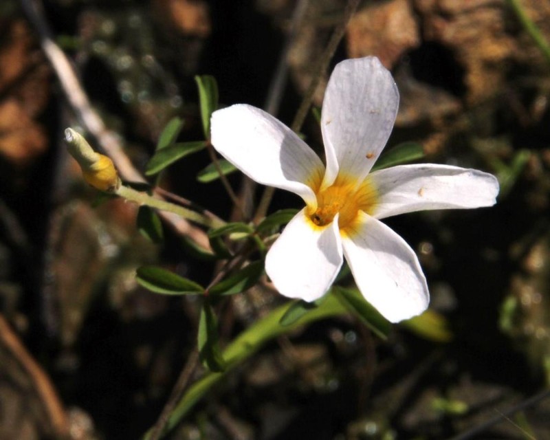 Oxalis tenella photo 3