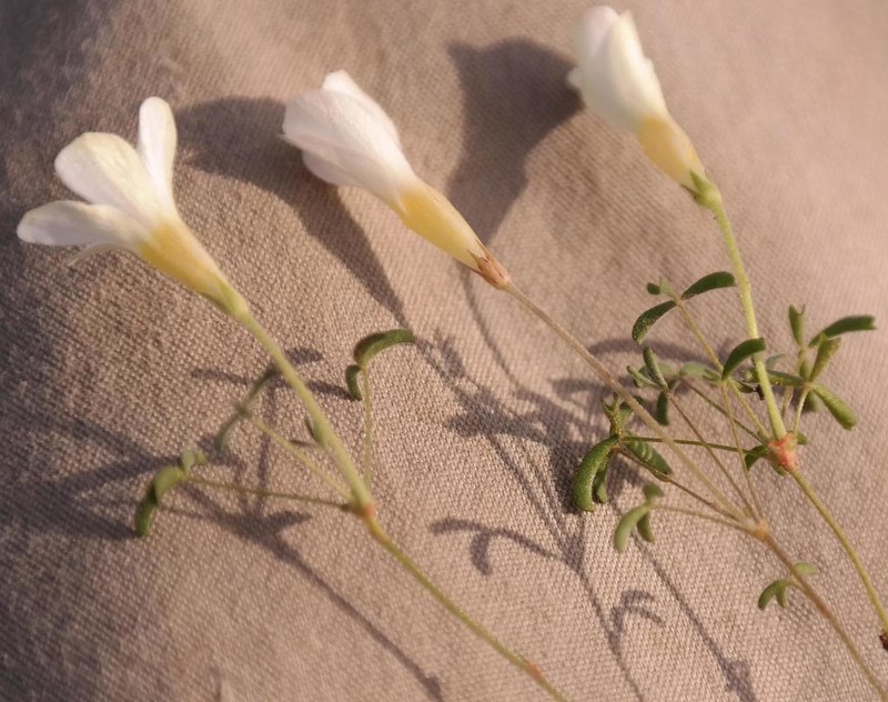 Oxalis tenella photo 4