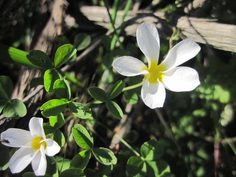 Oxalis tenella photo 5