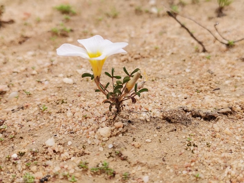 Oxalis tenella photo 6
