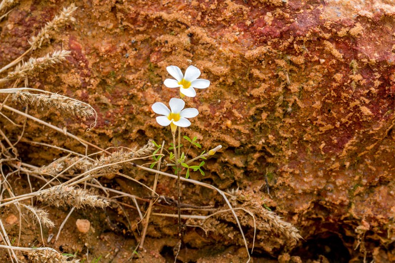 Oxalis tenella photo 7