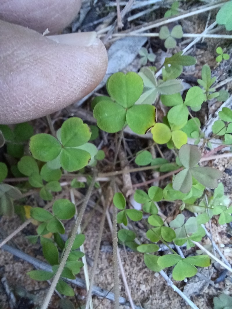 Oxalis tenella photo 8