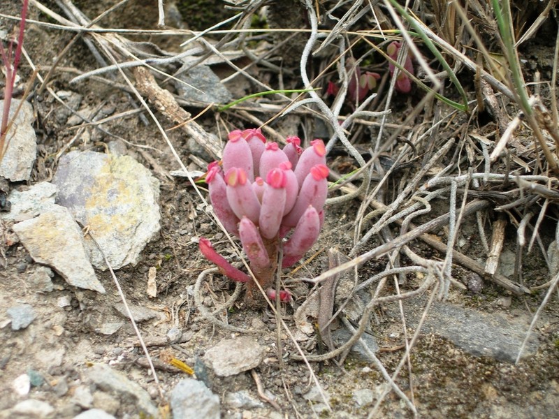 Oxalis teneriensis