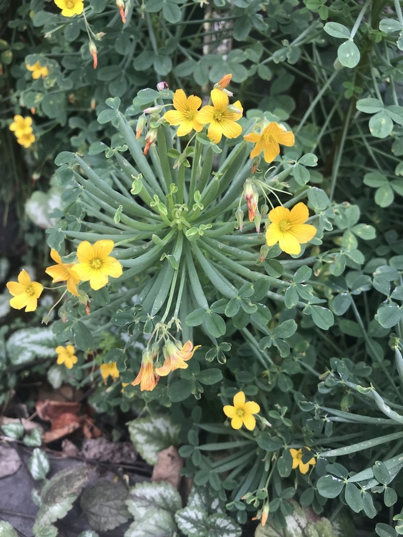 Oxalis teneriensis photo 2