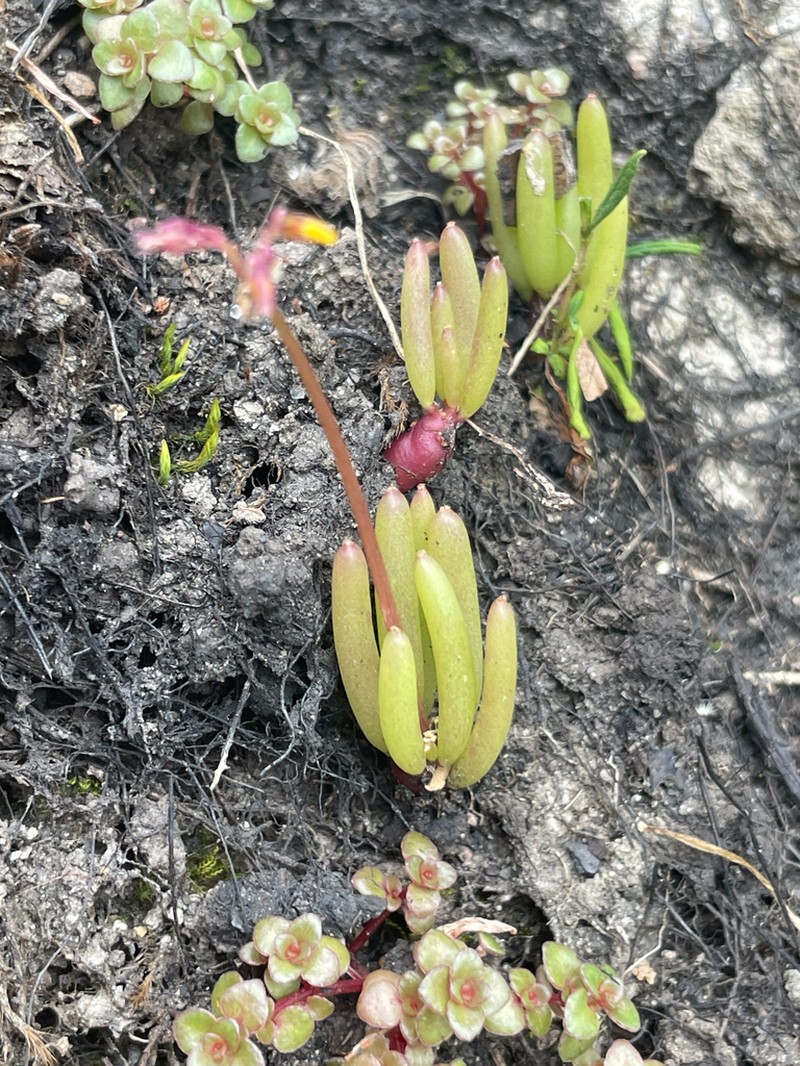 Oxalis teneriensis photo 3