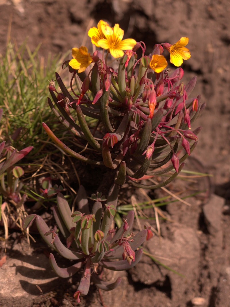 Oxalis teneriensis photo 4