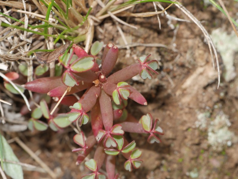 Oxalis teneriensis photo 5