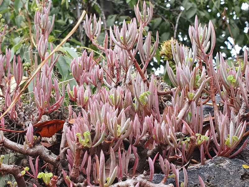 Oxalis teneriensis photo 6