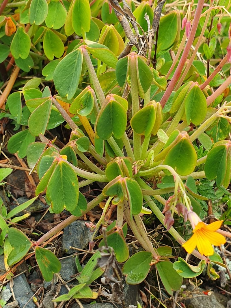 Oxalis teneriensis photo 7
