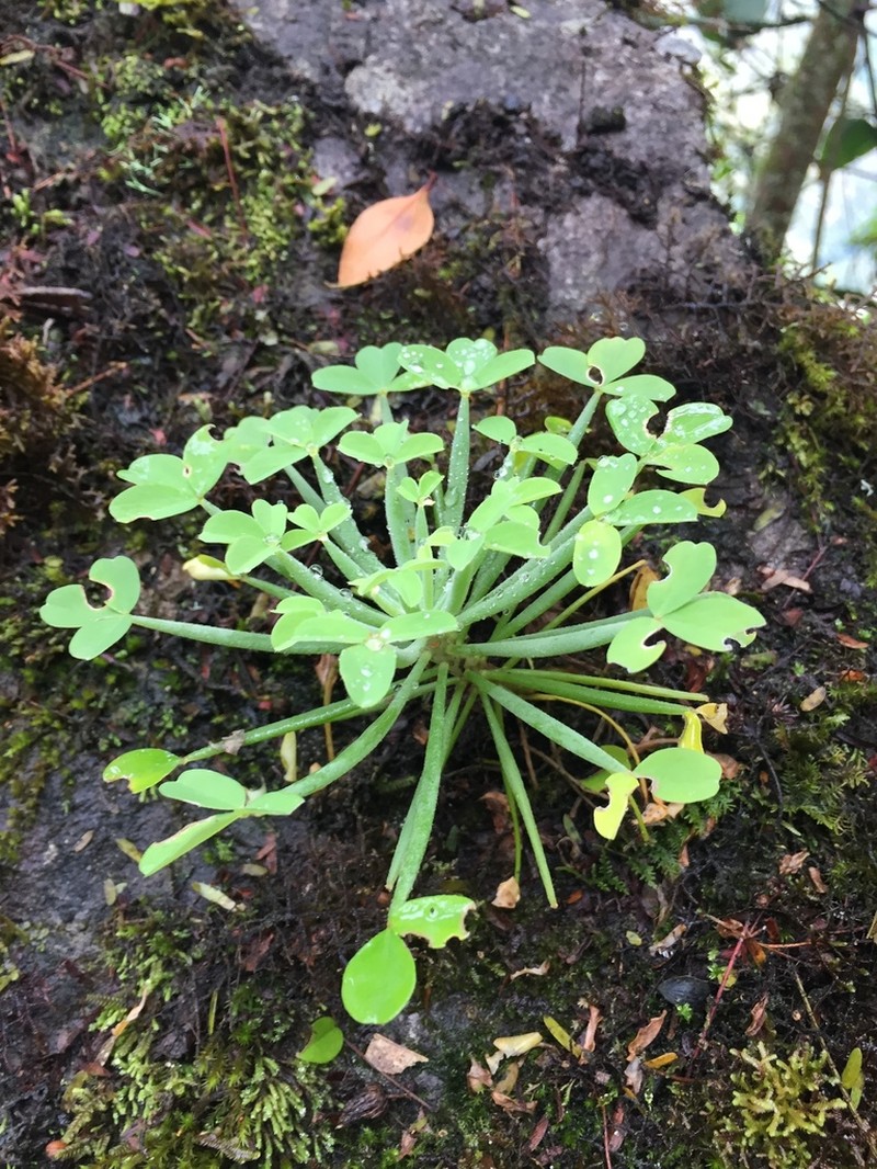 Oxalis teneriensis photo 8