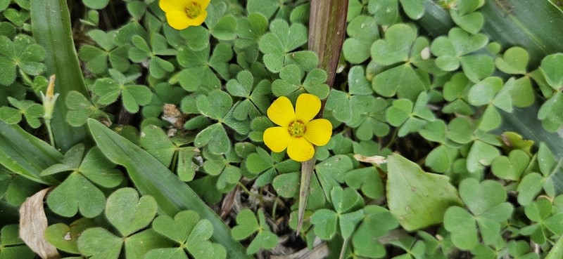 Oxalis tenerrima