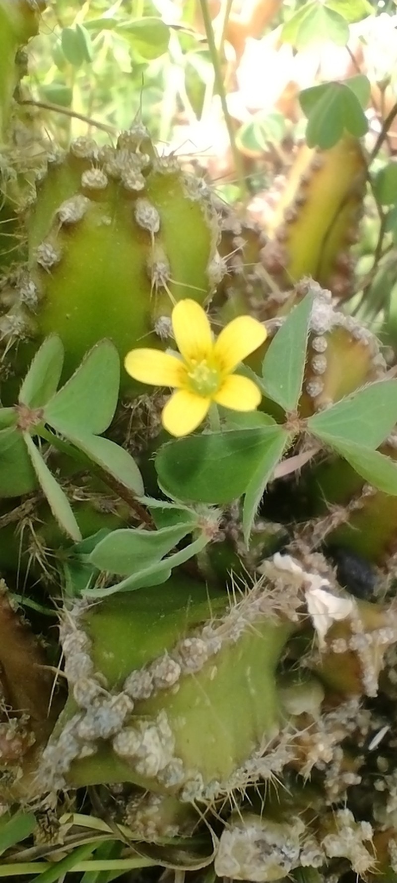 Oxalis tenerrima photo 2