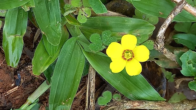 Oxalis tenerrima photo 3