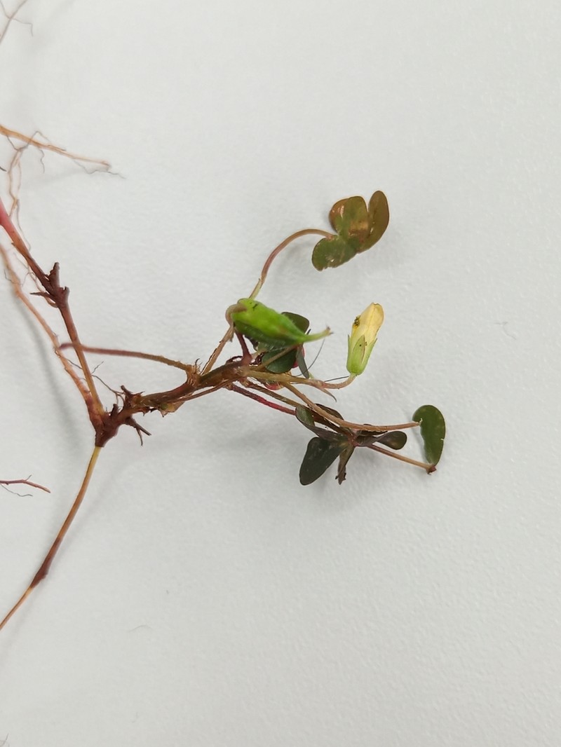 Oxalis tenerrima photo 4