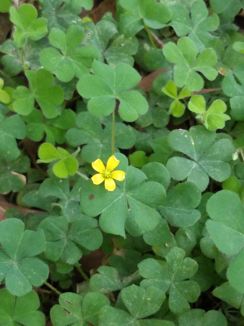 Oxalis tenerrima photo 5