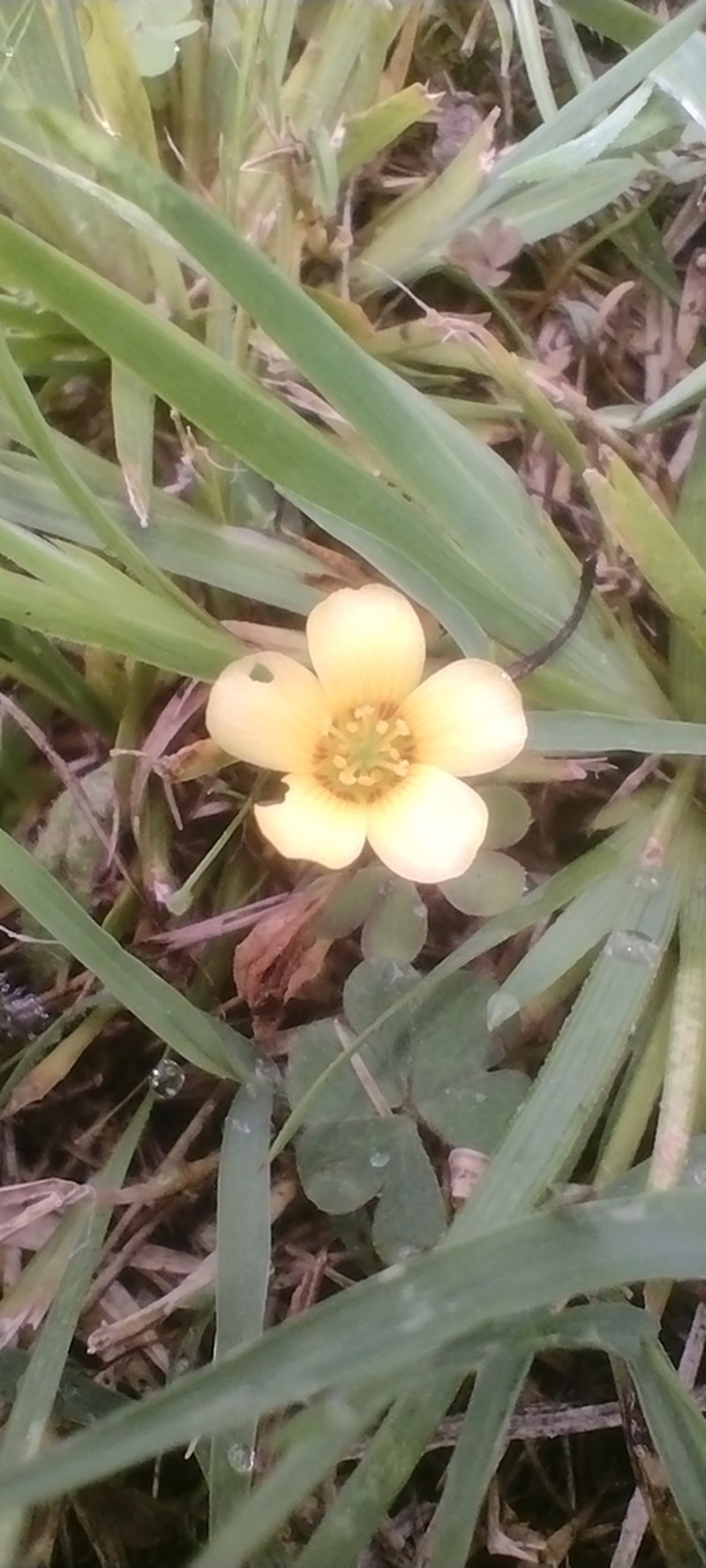 Oxalis tenerrima photo 6