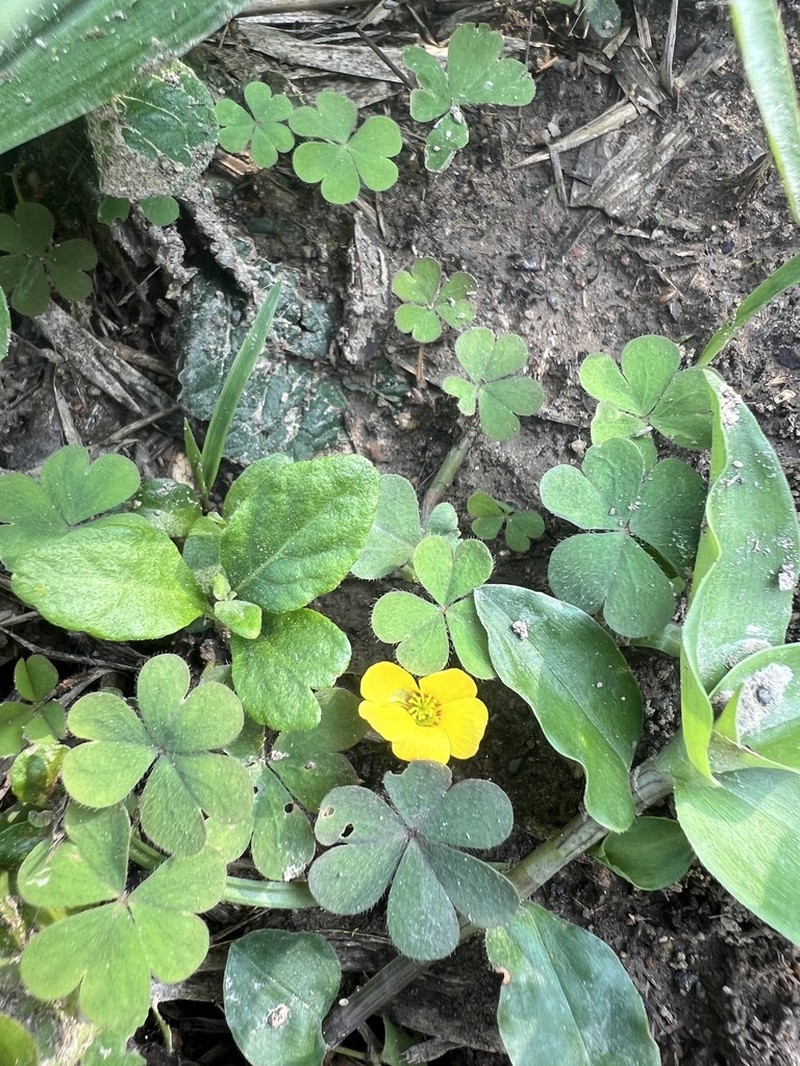 Oxalis tenerrima photo 7