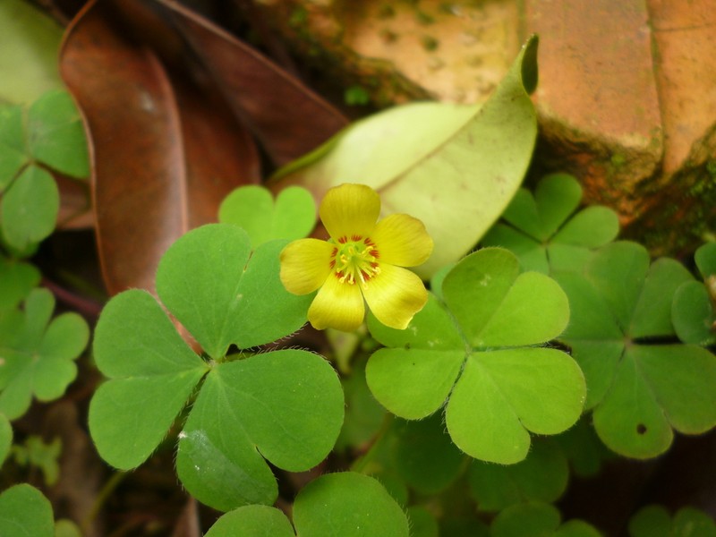 Oxalis tenerrima photo 8