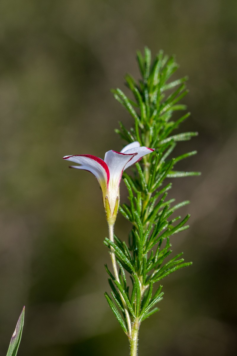 Oxalis tenuifolia