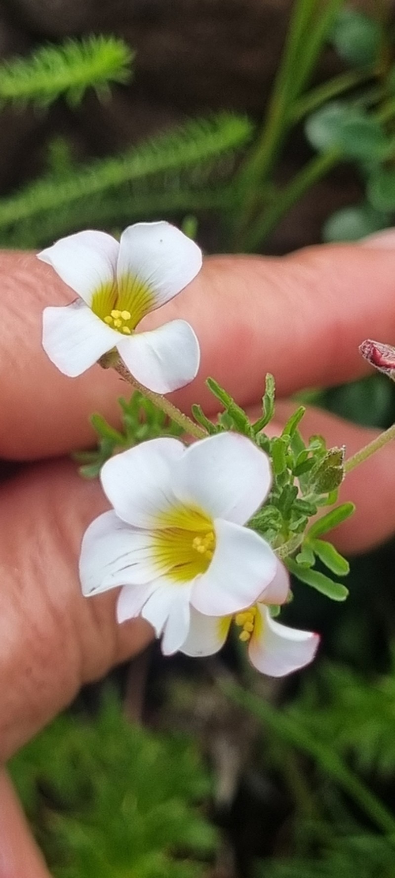 Oxalis tenuifolia photo 2