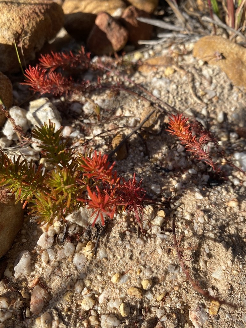 Oxalis tenuifolia photo 3