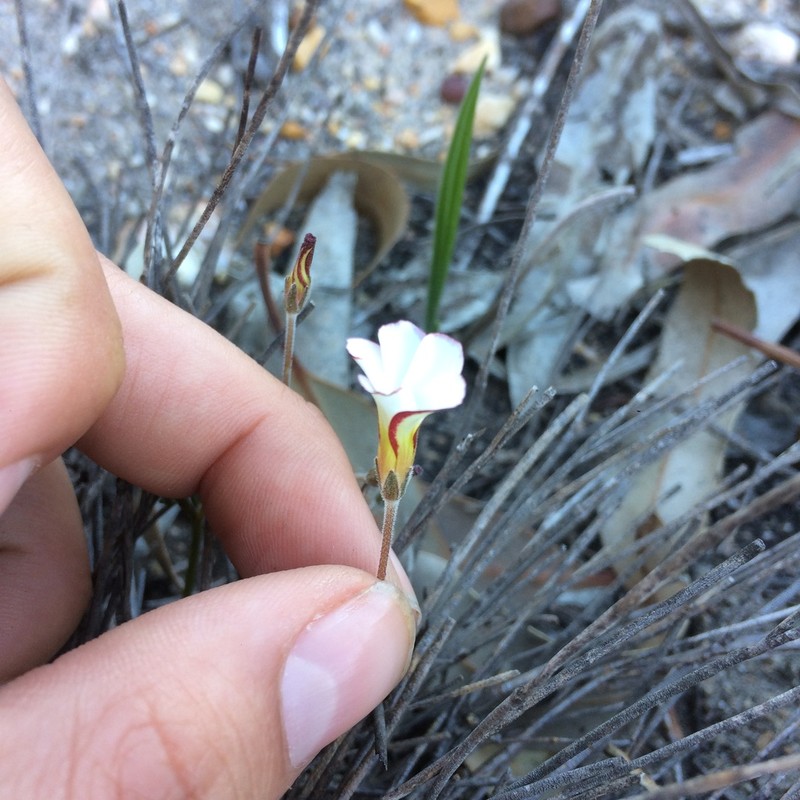 Oxalis tenuifolia photo 4