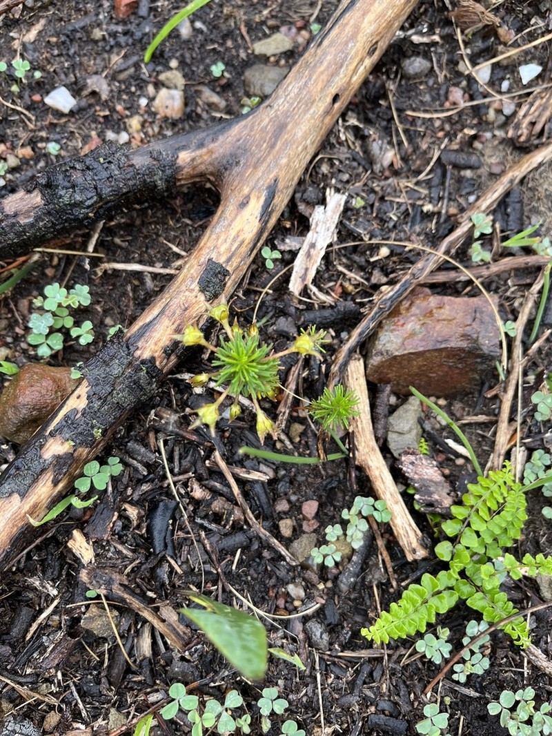 Oxalis tenuifolia photo 5
