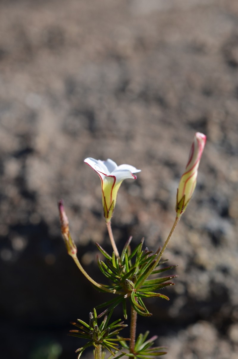 Oxalis tenuifolia photo 6