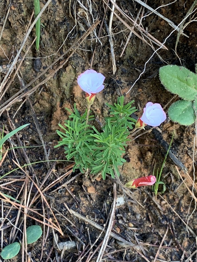 Oxalis tenuifolia photo 7
