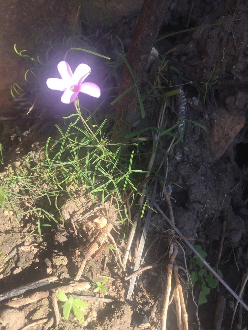 Oxalis tenuipes