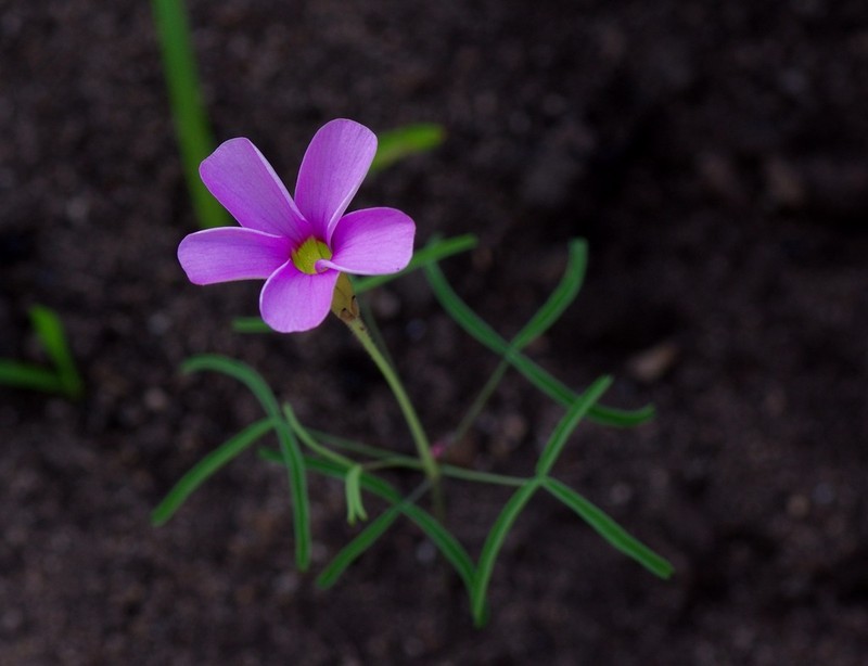 Oxalis tenuipes photo 2
