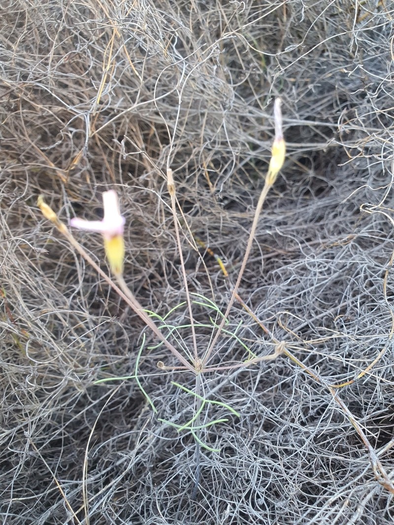 Oxalis tenuipes photo 4