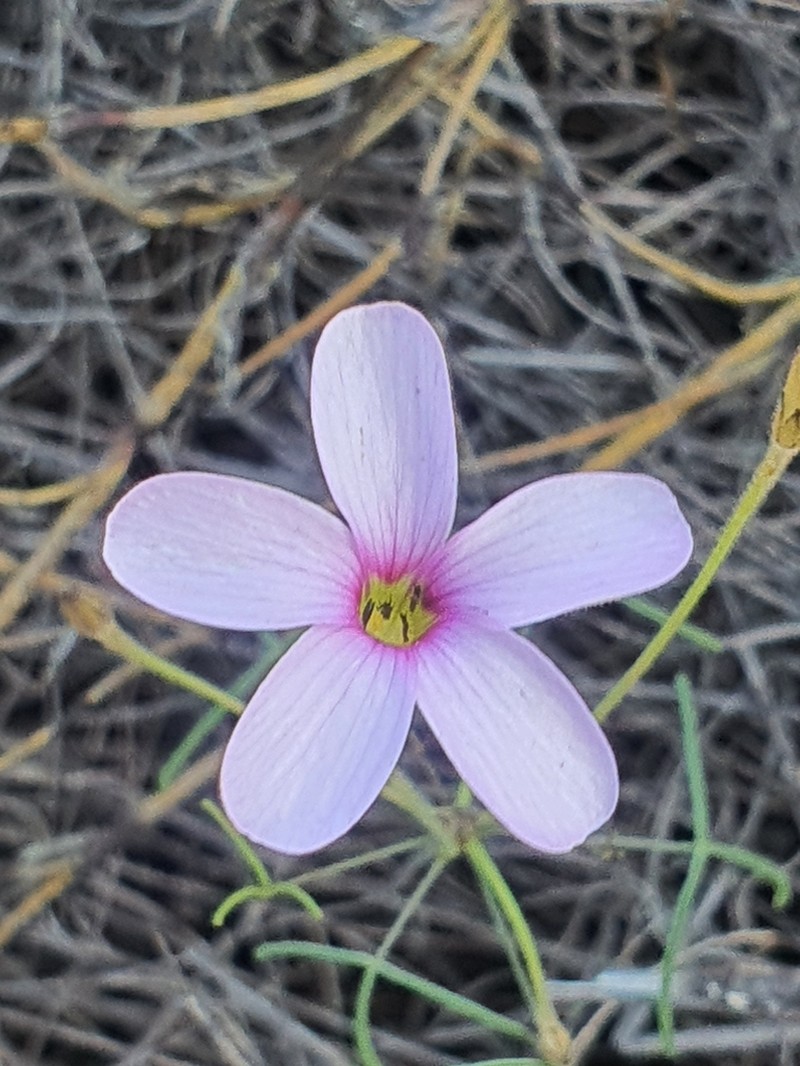Oxalis tenuipes photo 5