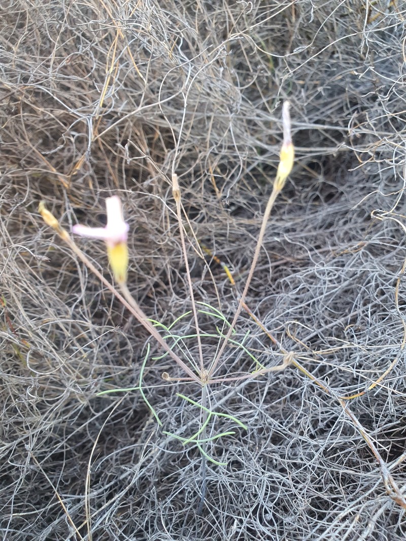 Oxalis tenuipes photo 6