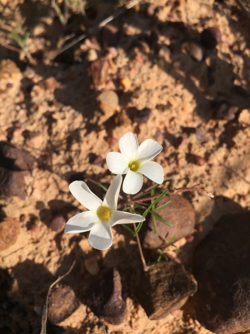 Oxalis tenuis