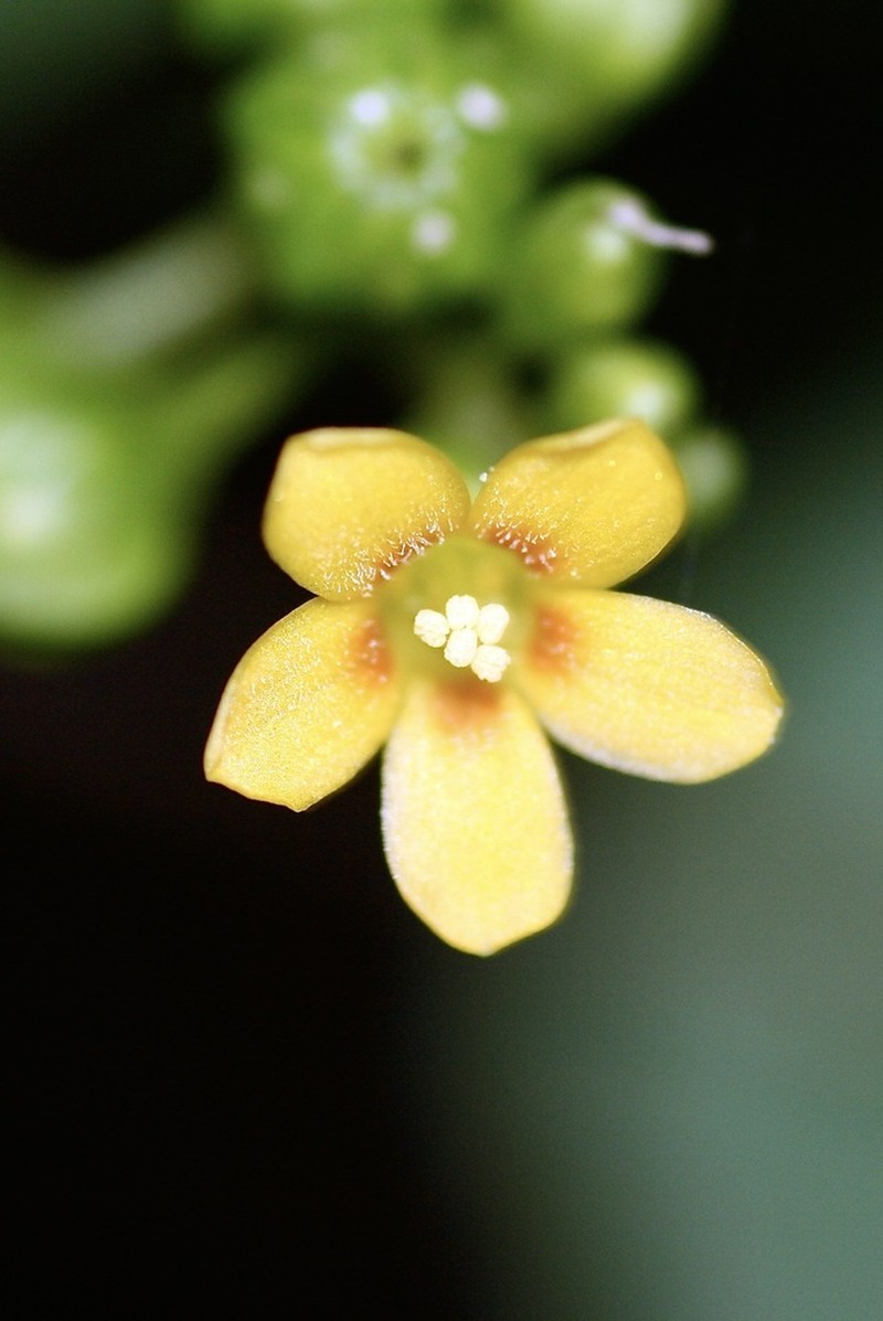 Oxalis tessmannii photo 2