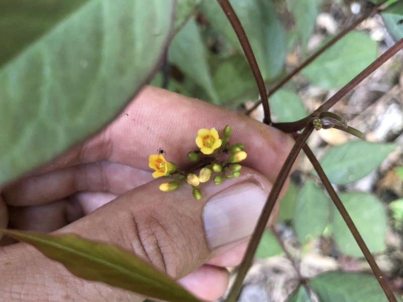 Oxalis tessmannii photo 4