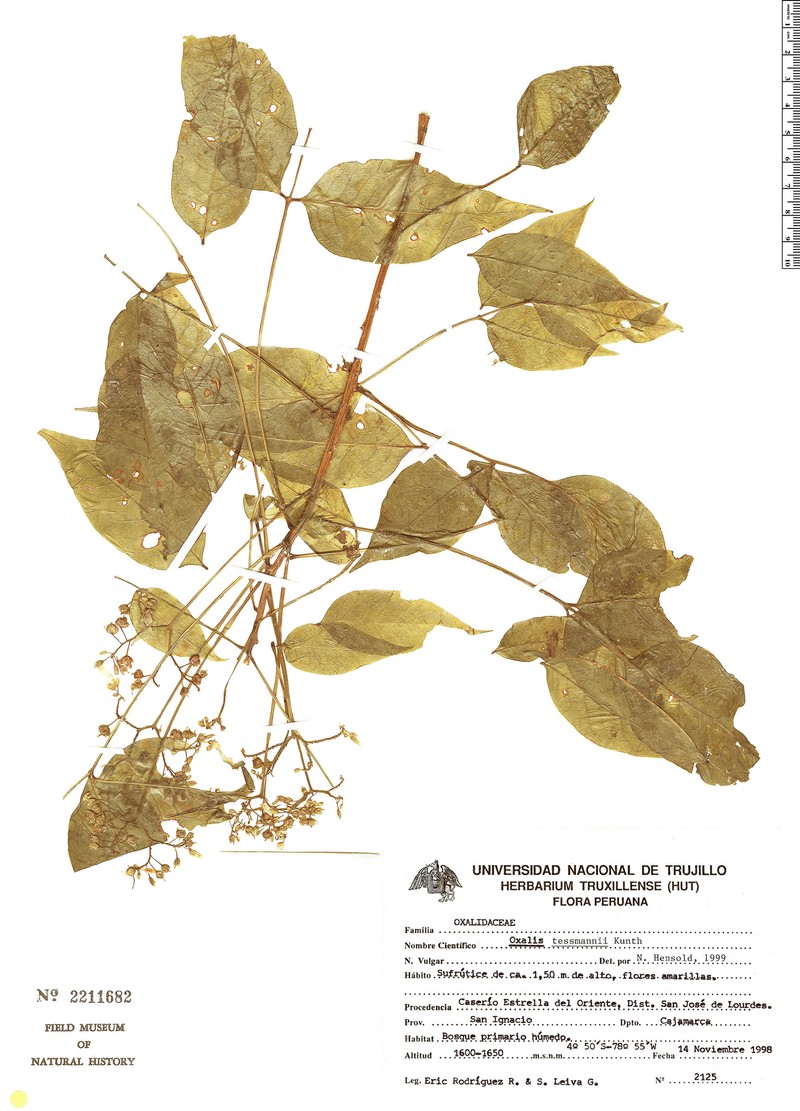Oxalis tessmannii photo 5