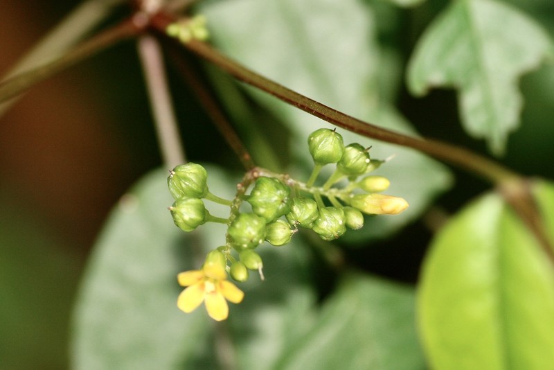 Oxalis tessmannii