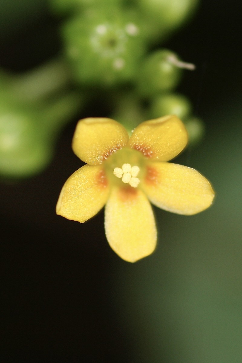 Oxalis tessmannii photo 6