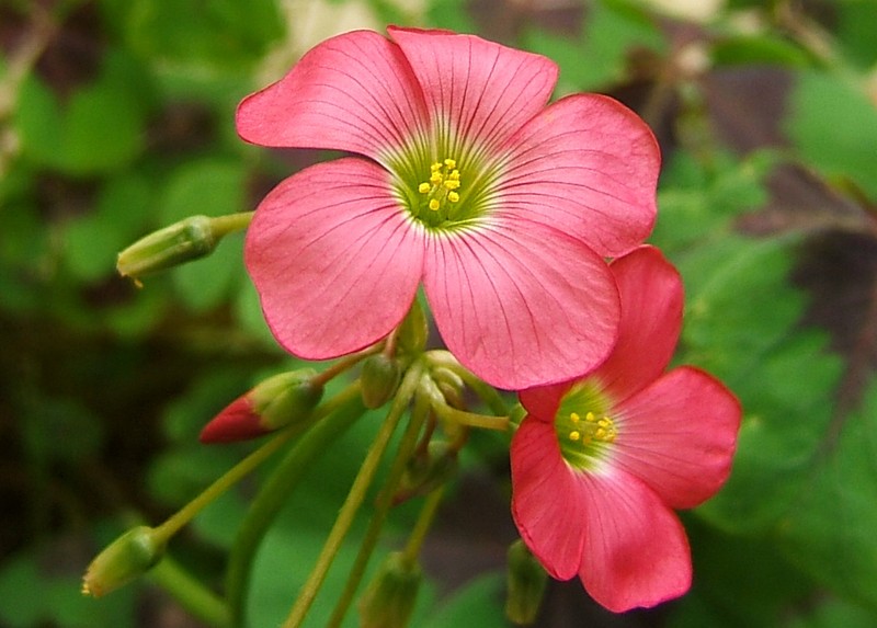 Oxalis tetraphylla photo 2